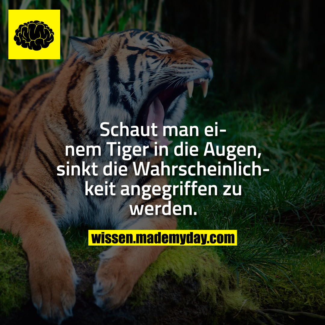 Schaut man einem Tiger in Made My Day