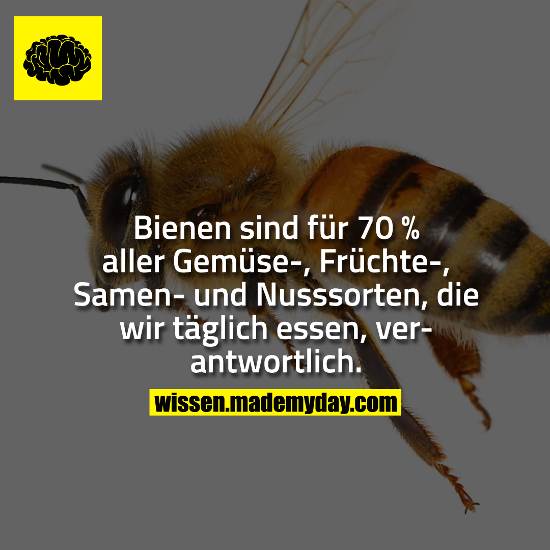 Bienen sind für 70 Made My Day