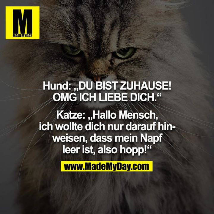 Hund &quot;DU BIST ZUHAUSE! OMG Made My Day