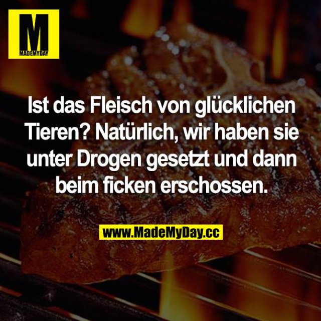 singlebörse