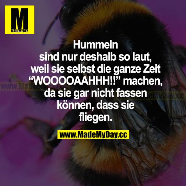Hummeln sind nur deshalb so Made My Day