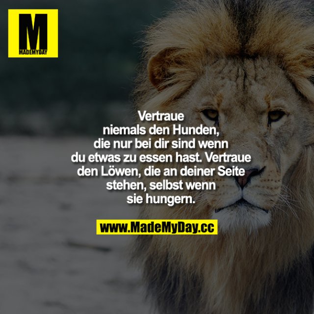 Vertraue niemals den Hunden, die Made My Day