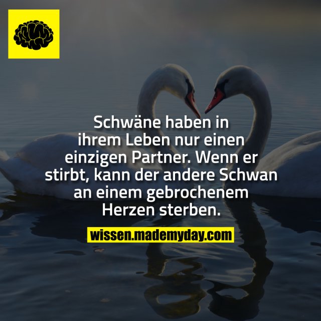 Schwäne haben in ihrem Leben Made My Day