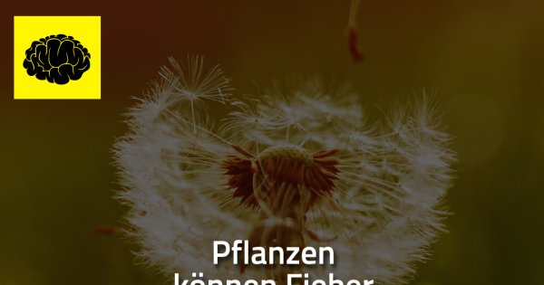 pflanzen können fieber bekommen made my day Küchengerät Kreuzworträtsel ~ pflanzen können fieber bekommen made my day